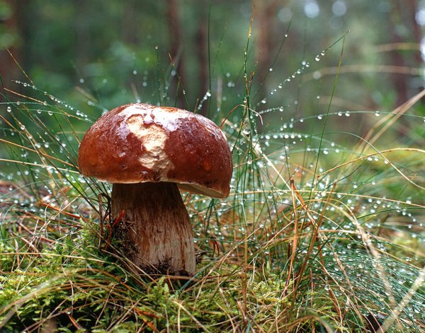 Грибы под дождем