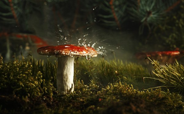 Эстетика леса и грибов