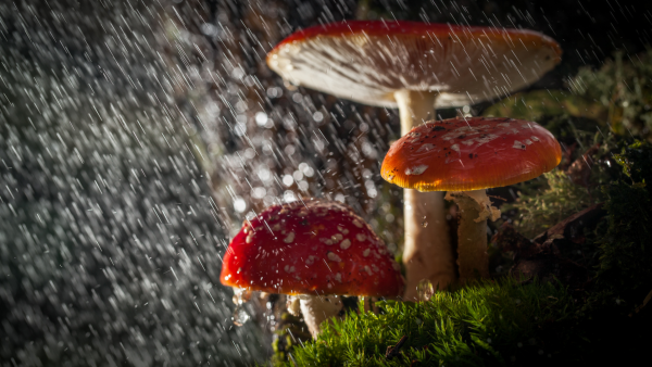 Грибной дождь