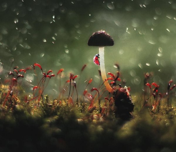 Грибы под дождем