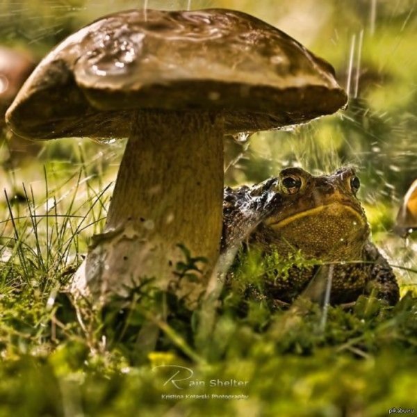 Гриб с лягушкой