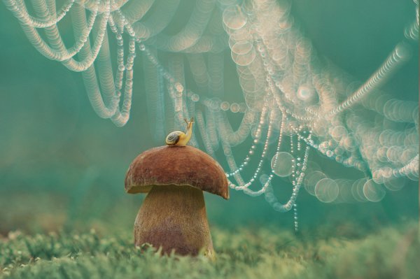 Улитка на грибе дождь