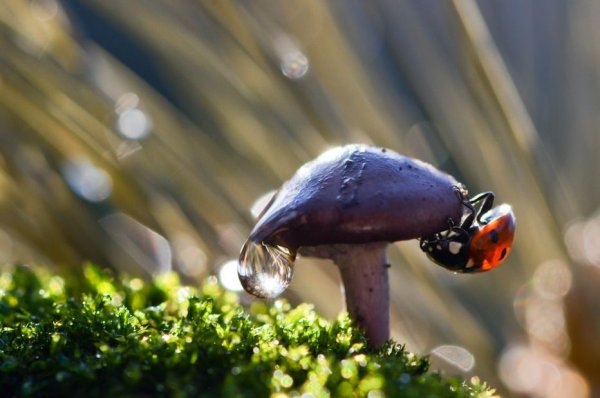 Вячеслав Мищенко фотограф микромира