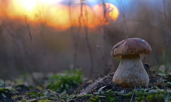 Грибы в тумане