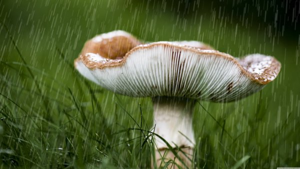 Водяной гриб