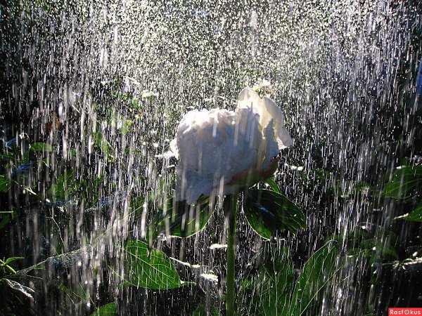 Теплый дождь