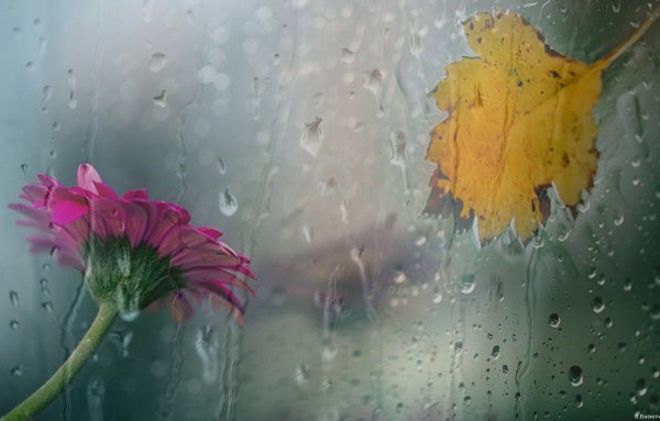 Цветы за мокрым стеклом
