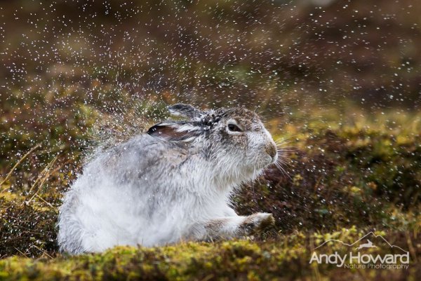 Заяц под дождем