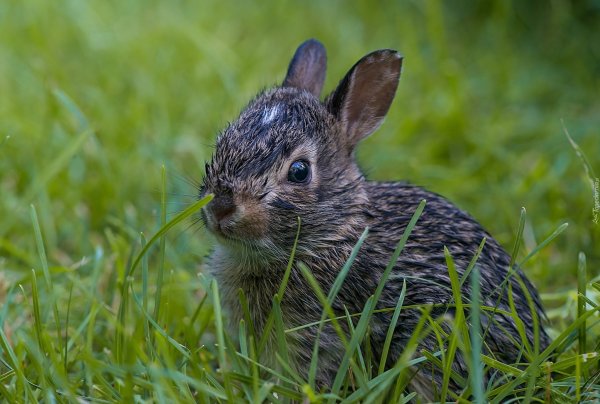 Водяной кролик