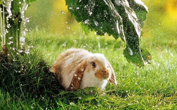 Заяц под дождем