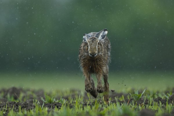 Кролик под дождем