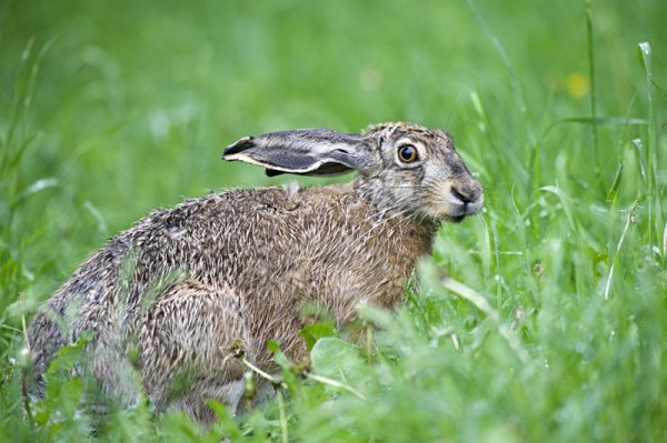 Заяц с прижатыми ушами