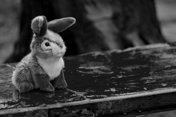 Зайку бросила