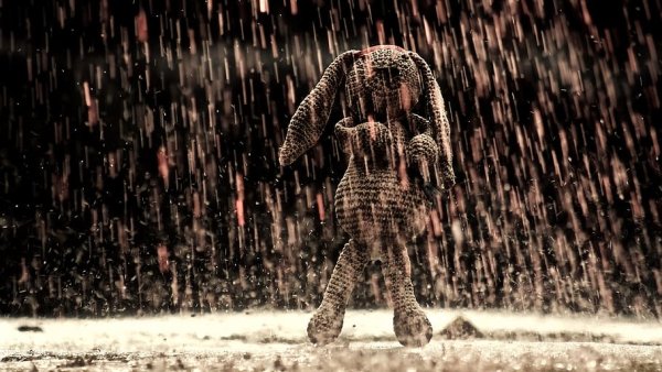 Заяц под дождем