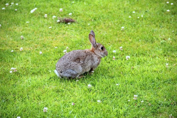 Заяц под дождем