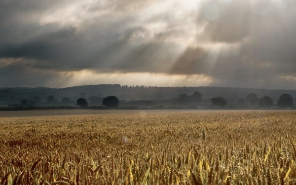 Дождливое поле