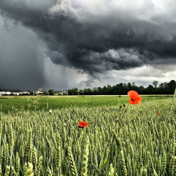 Дождливое поле