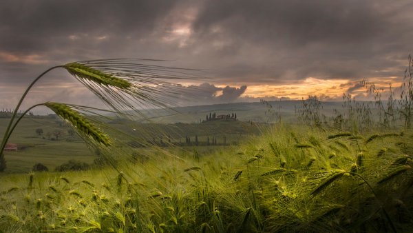 Дождь в поле