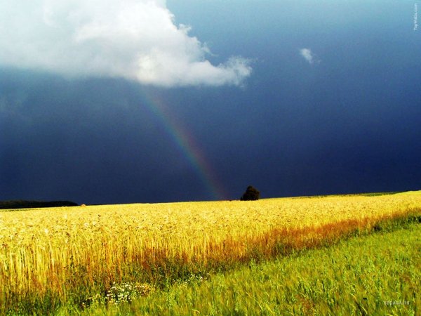 Пшеничное поле Радуга