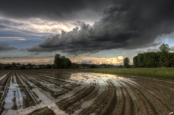 Дождь в поле