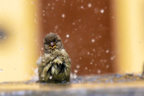 Дождь животные