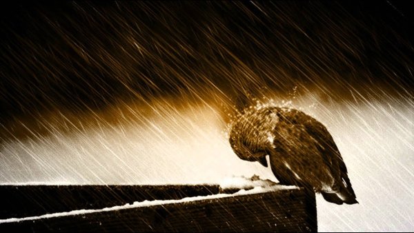 Воробей под дождем