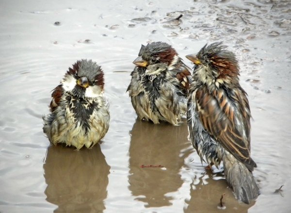 Воробей в луже