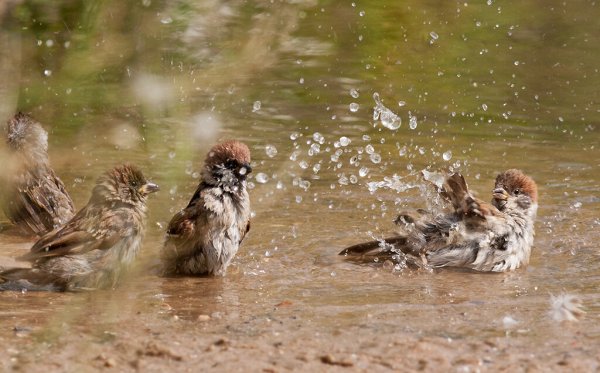 Воробышек купается