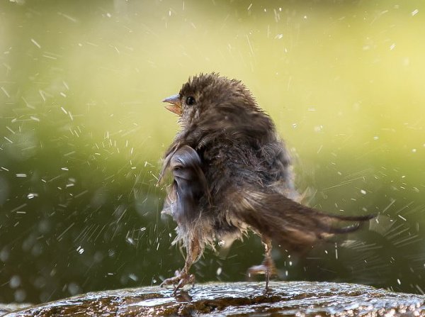 Воробей под дождем