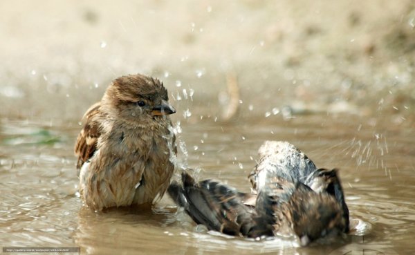 Воробей в луже
