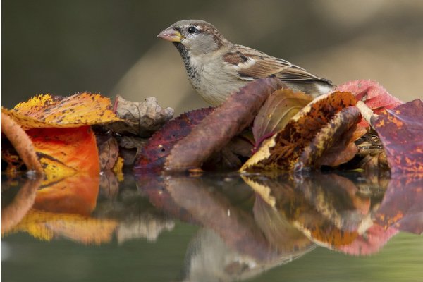 Осенние птички