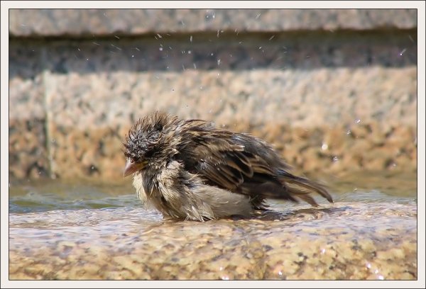 Воробей под дождем