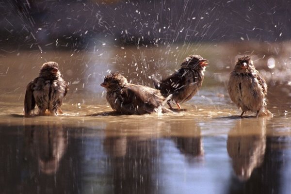 Воробей под дождем фото