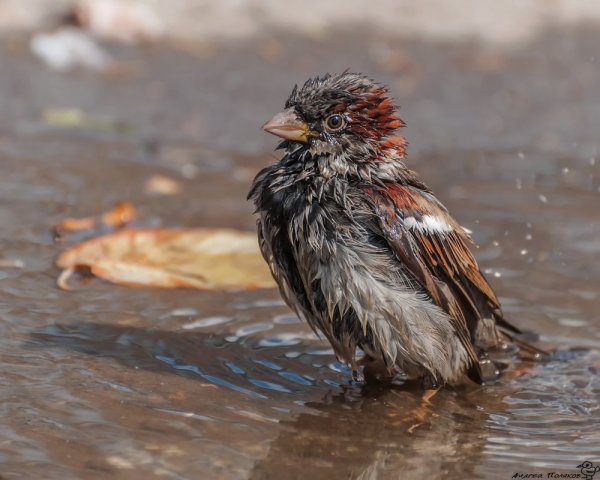 Взъерошенный Воробей