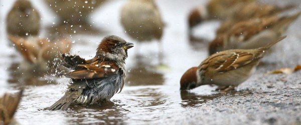 Воробей в луже