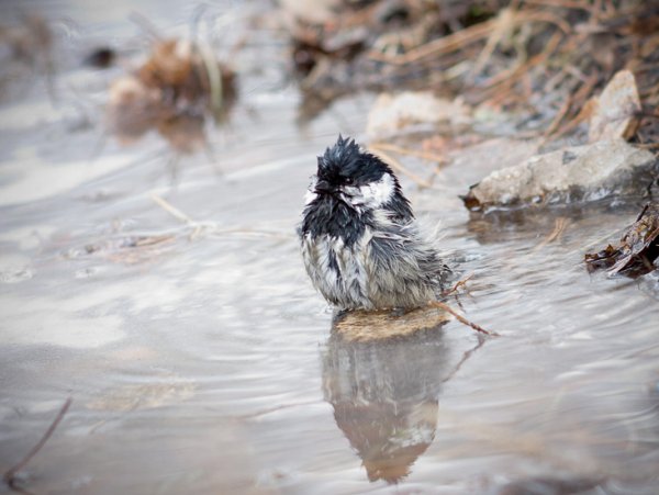 Мокрый Воробушек
