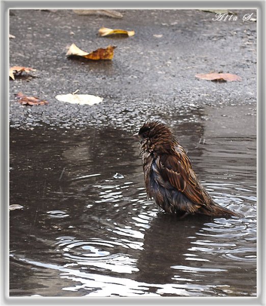 Воробьи купаются в луже