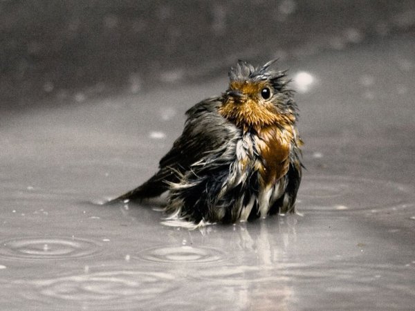 Мокрая птица