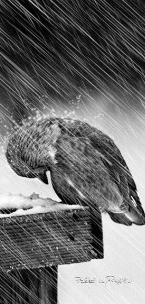 Птицы дождя