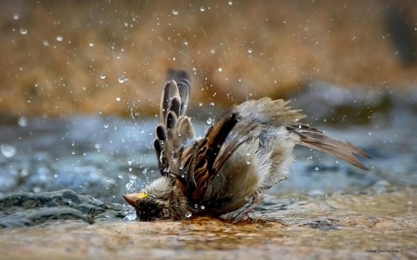 Воробьи купаются в луже