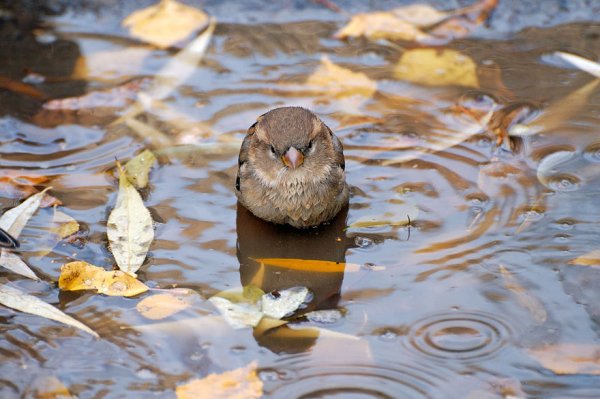 Животные синоптики