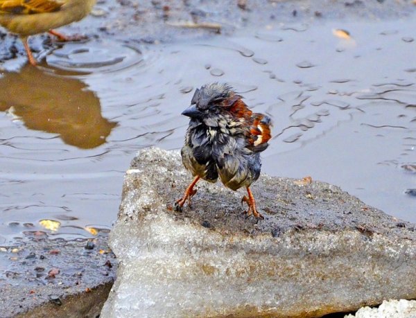 Птицы в луже