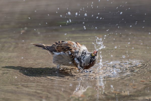 Воробей в луже