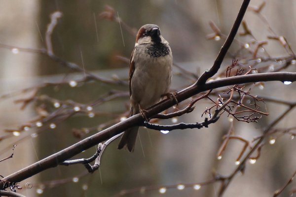 Воробей в дождь