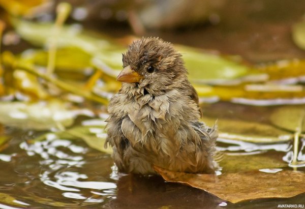 Воробей под дождем