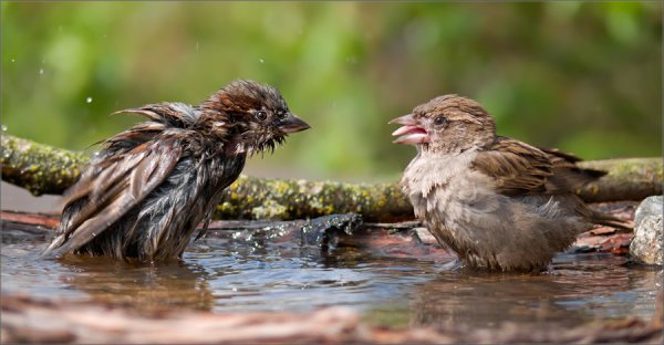 Воробьишки весной