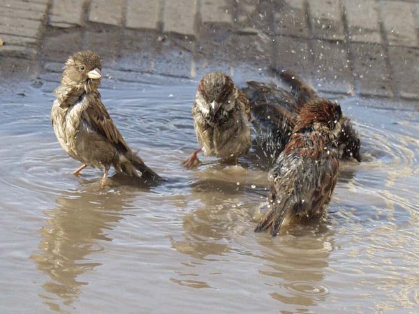 Птицы в луже