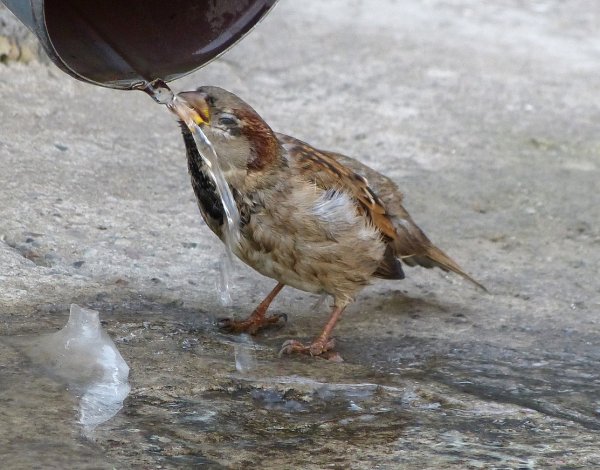 Птицы пьют воду