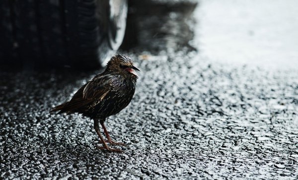 Птичка под дождем