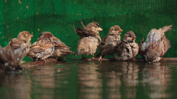 Воробьи купаются в луже